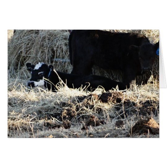 White Faced Calf & Cow Card
