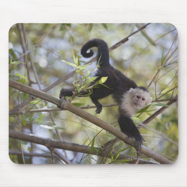 White-Faced Capuchin, Guanacaste, Costa Rica Mouse Pad (Front)