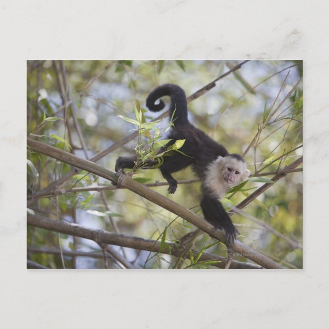 White-Faced Capuchin, Guanacaste, Costa Rica Postcard (Front)