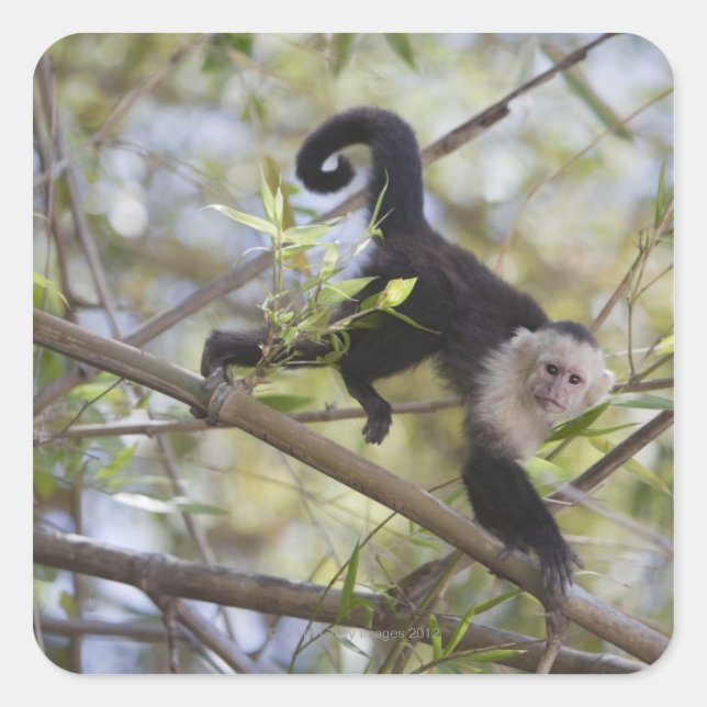 White-Faced Capuchin, Guanacaste, Costa Rica Square Sticker (Front)