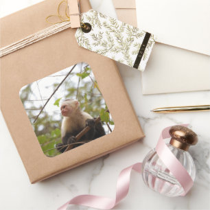 White Faced Capuchin Monkey Photography Square Sticker