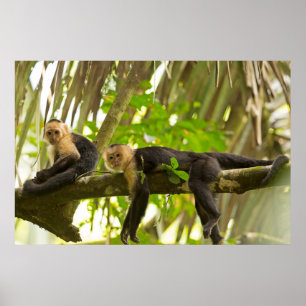 White Faced Capuchin Monkeys in Costa Rica Poster
