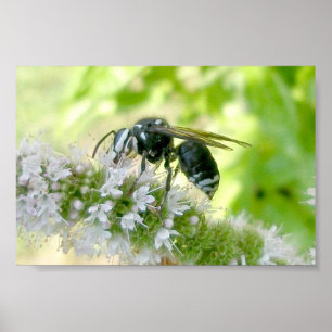 White-Faced Hornet Portrait-Size Print