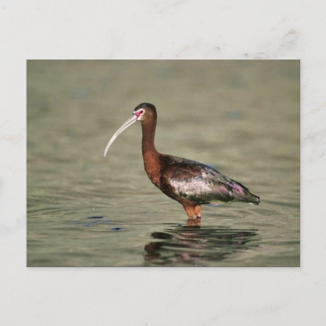 White-faced ibis postcard (Front)