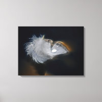 White feather with a raindrop