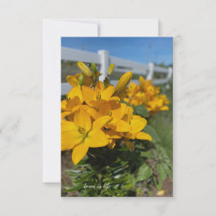 White Fence, Yellow Lilies  Card