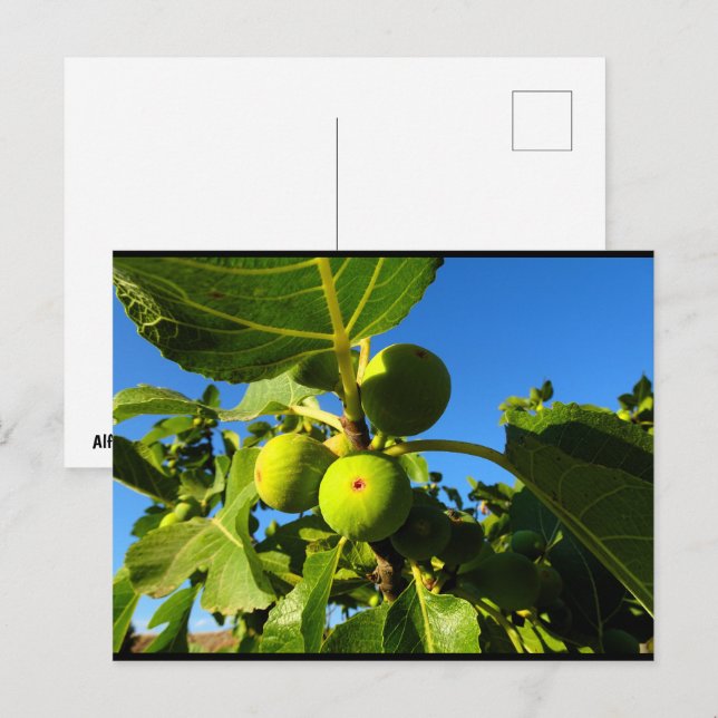 White Figs Blue Sky Postcard (Front/Back)