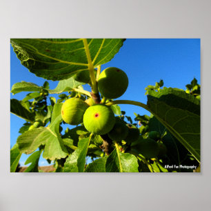White Figs Blue Sky Poster