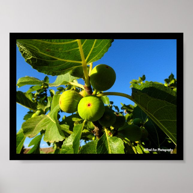 White Figs Blue Sky Poster (Front)