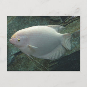 White Fish Postcard