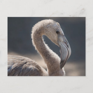 White Flamingo Bird Postcard