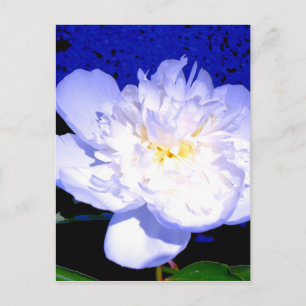 White floral purple floral peony photo postcard