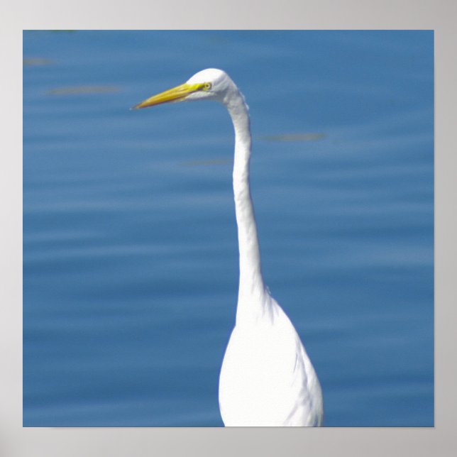 White Florida Crane Poster (Front)