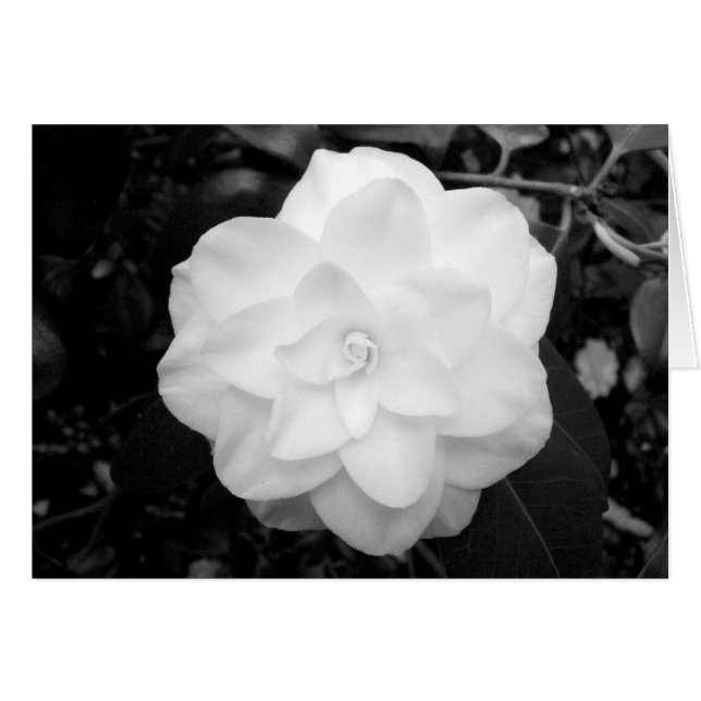 White Flower. (Black and White) (Front Horizontal)