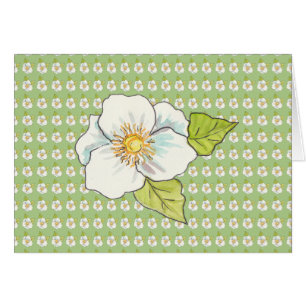 White flower, Blank inside