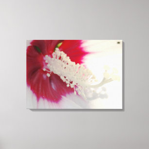 White Flower Blossom Photo Single Print