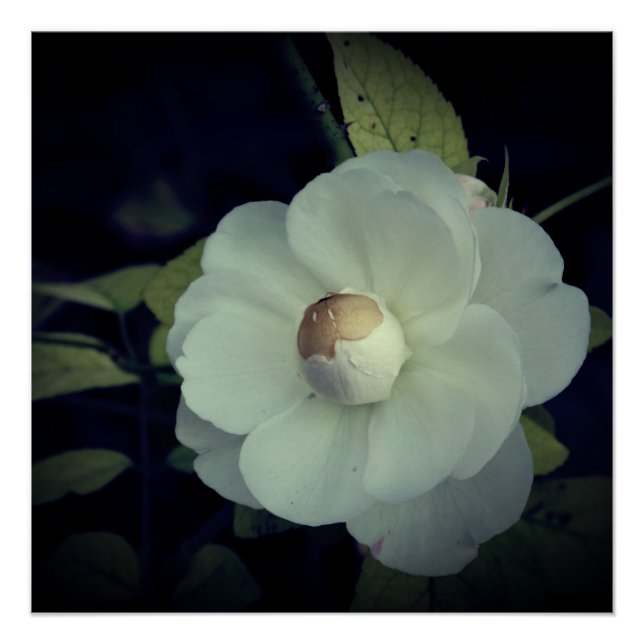 White Flower Blossom Poster (Front)