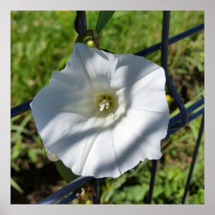 white flower breaks through poster