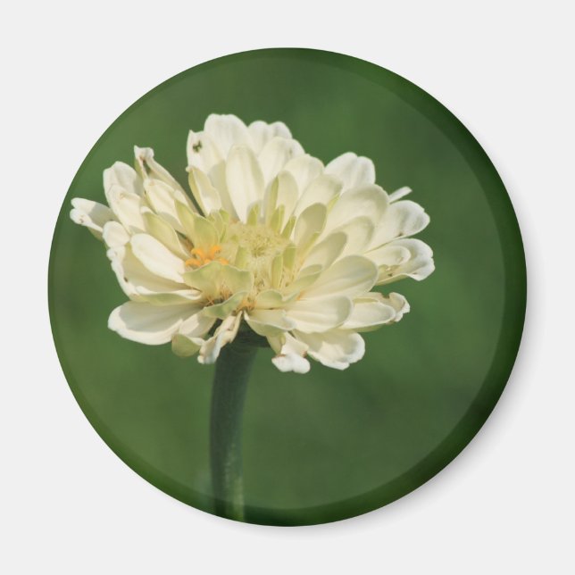 white flower magnet (Front)