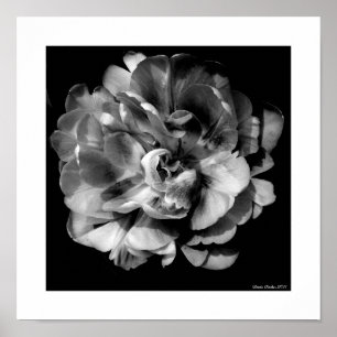 White Flower on Black Background II Poster