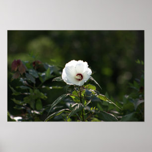 White Flower Photo Poster