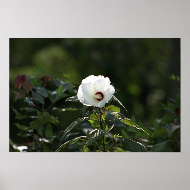 White Flower Photo Poster (Front)