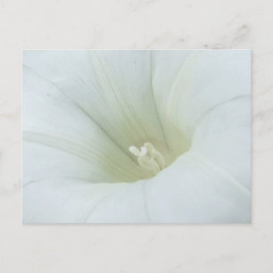 White Flower Postcard