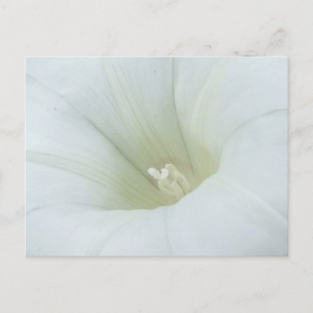 White Flower Postcard (Front)