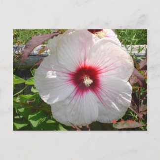 White Flower Postcard