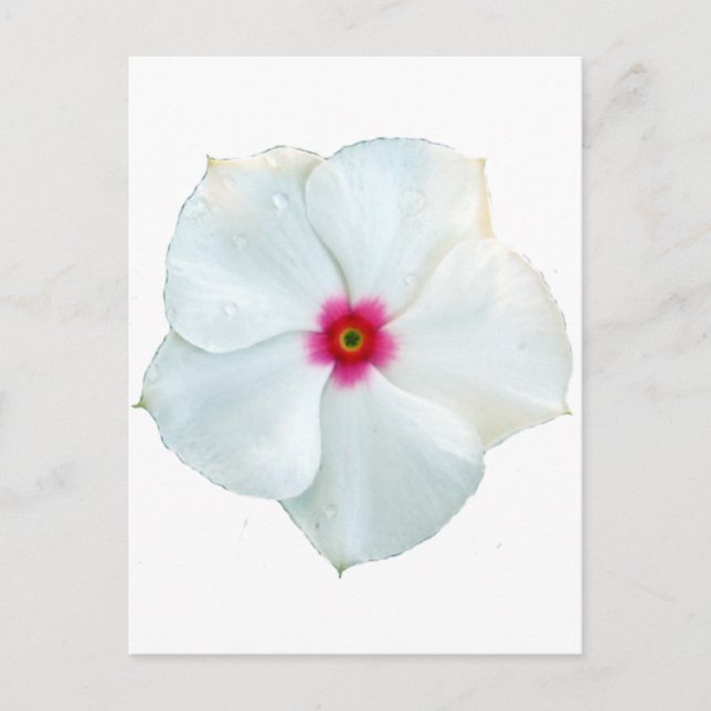 white flower postcard (Front)