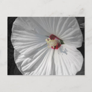 white flower postcard