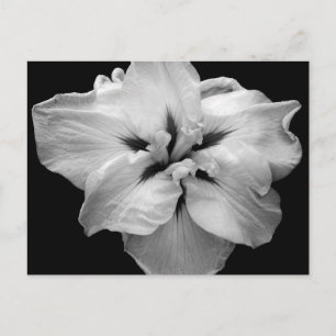 White Flower Postcard