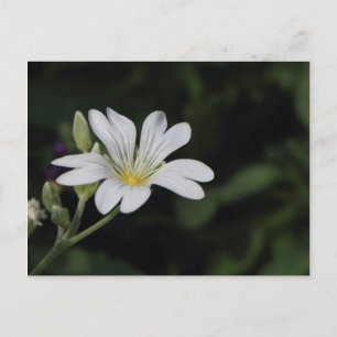 White flower Postcard