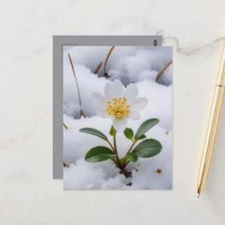 white flower postcard