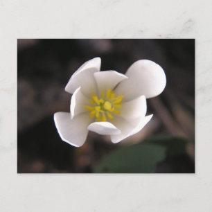 White Flower Postcard