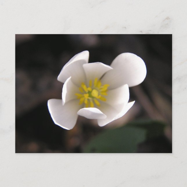 White Flower Postcard (Front)
