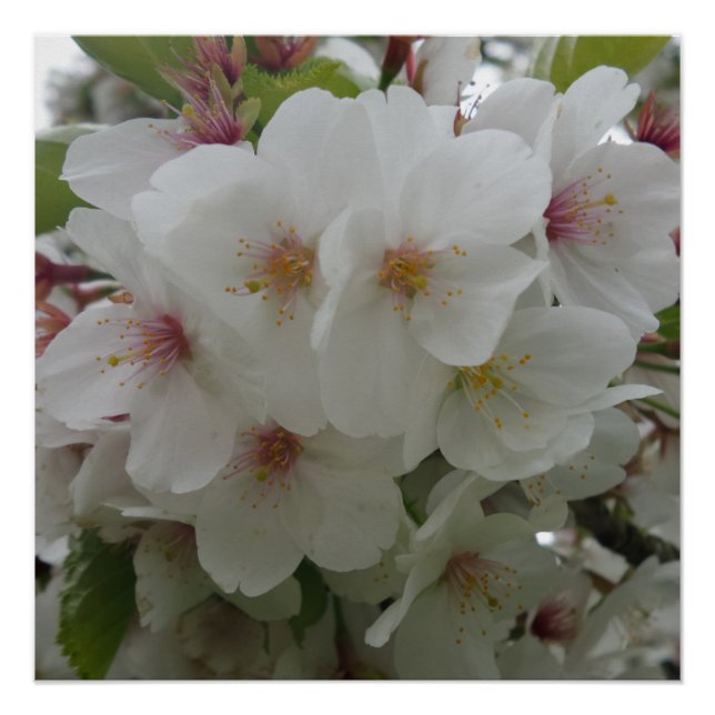 White Flower Poster (Front)