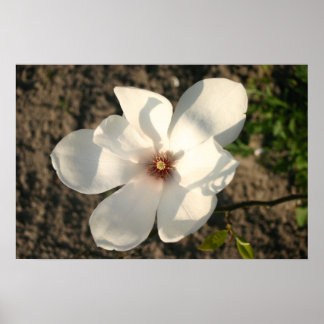 White Flower Poster