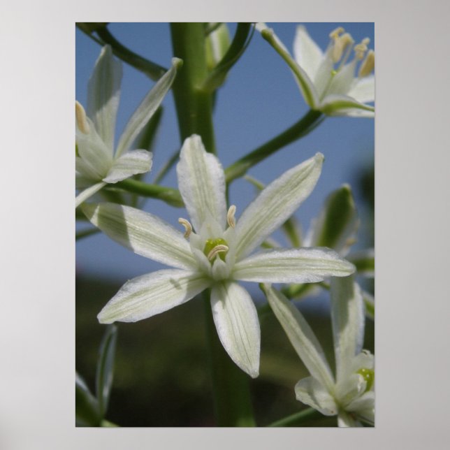 White Flower Poster (Front)