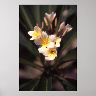 White Flower Poster Paper (Matte)