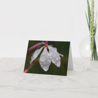 White Flower Raindrops Card