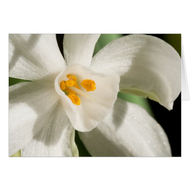 White Flower Spring Event And Wedding (Front Horizontal)