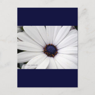 White flower with blue centre postcard