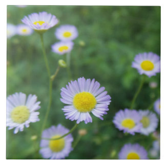 white flower with yellow centre tile