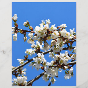 White flowering spring tree white floral blossom