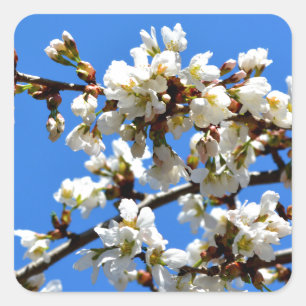 White flowering spring tree white floral blossom  square sticker