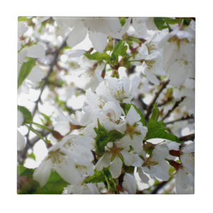 White flowering tree Blossoms Tile