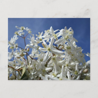 White flowers, blue sky postcard