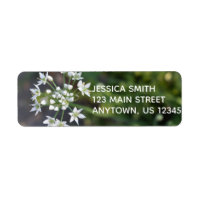 White Flowers Delicate Floral Blossom Nature Photo