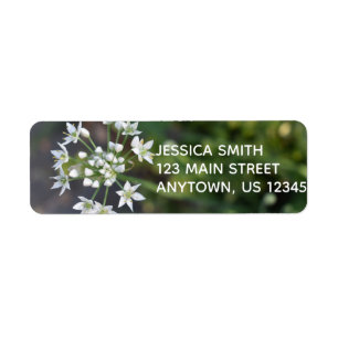 White Flowers Delicate Floral Blossom Nature Photo